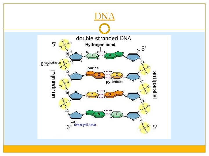 DNA 