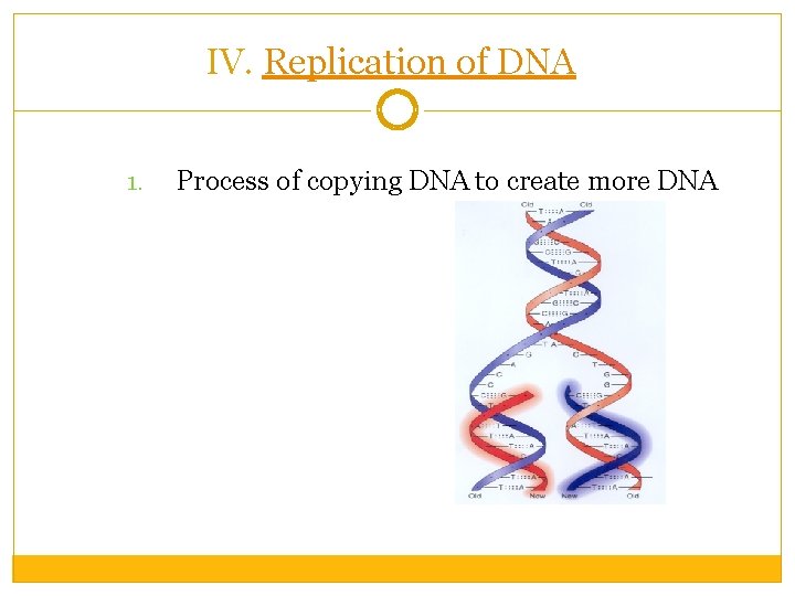 IV. Replication of DNA 1. Process of copying DNA to create more DNA 