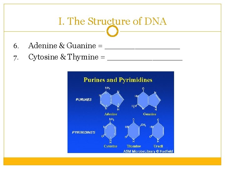 I. The Structure of DNA 6. 7. Adenine & Guanine = ________ Cytosine &