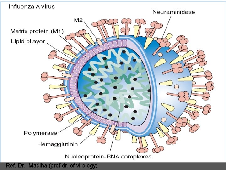 Ref. Dr. Madiha (prof dr. of virology) 