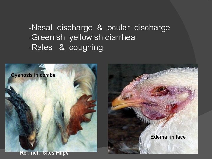 -Nasal discharge & ocular discharge -Greenish yellowish diarrhea -Rales & coughing Cyanosis in combe