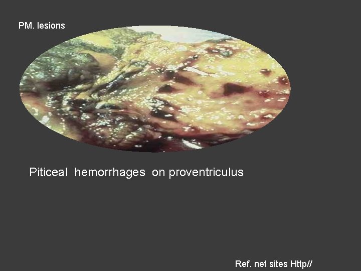 PM. lesions Piticeal hemorrhages on proventriculus Ref. net sites Http// 