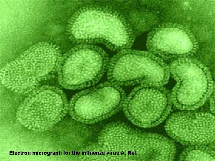 Electron micrograph for the influenza virus A, Ref. 