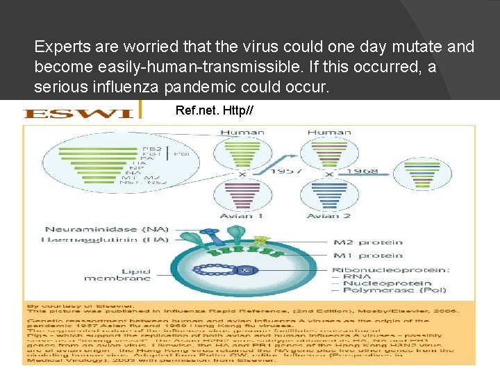 Experts are worried that the virus could one day mutate and become easily-human-transmissible. If