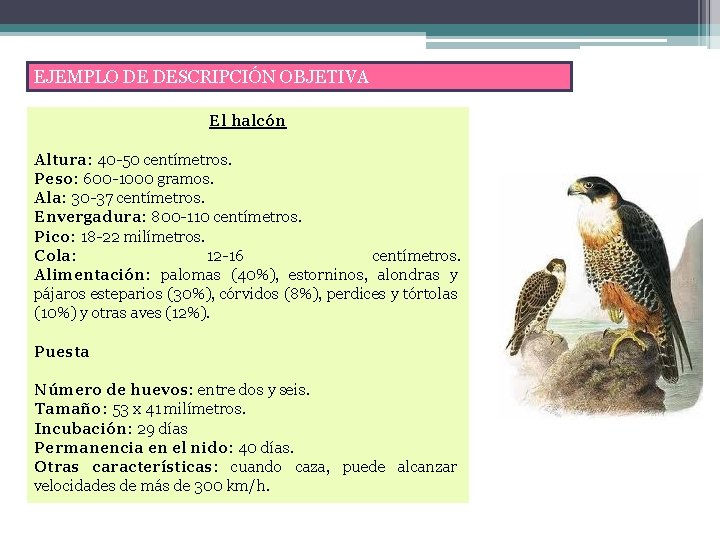 EJEMPLO DE DESCRIPCIÓN OBJETIVA El halcón Altura: 40 -50 centímetros. Peso: 600 -1000 gramos.