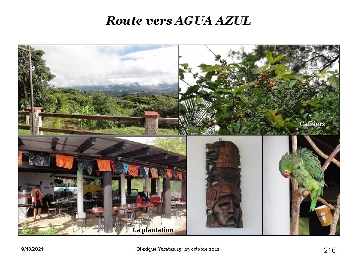 Route vers AGUA AZUL Caféiers La plantation 9/13/2021 Mexique Yucatan 15 - 29 octobre