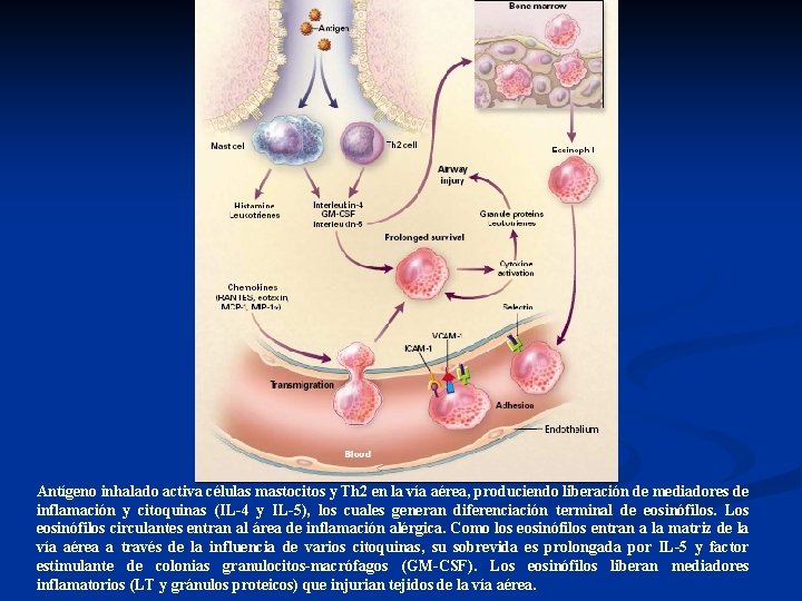 Antígeno inhalado activa células mastocitos y Th 2 en la vía aérea, produciendo liberación