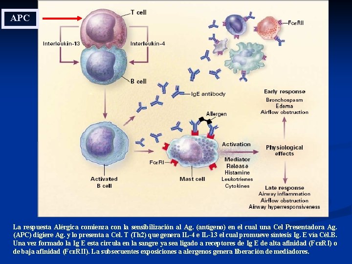 APC La respuesta Alérgica comienza con la sensibilización al Ag. (antígeno) en el cual