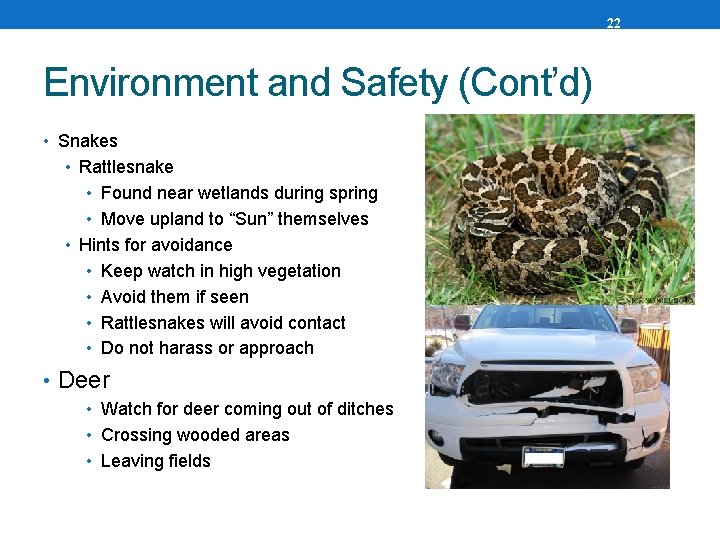 22 Environment and Safety (Cont’d) • Snakes • Rattlesnake • Found near wetlands during