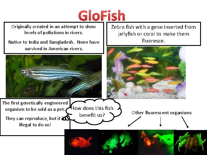 Glo. Fish Originally created in an attempt to show levels of pollutions in rivers.