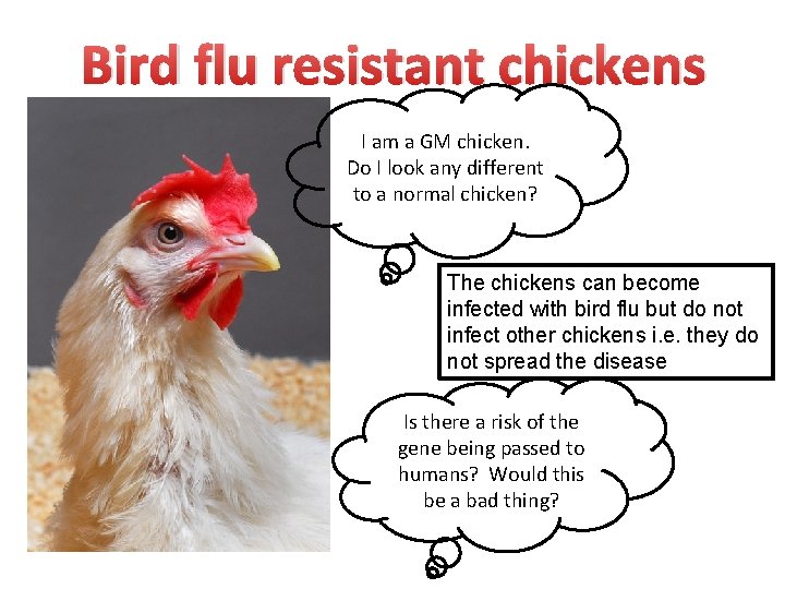 Bird flu resistant chickens I am a GM chicken. Do I look any different