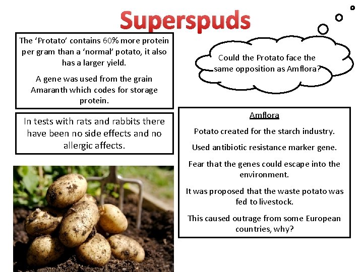 Superspuds The ‘Protato’ contains 60% more protein per gram than a ‘normal’ potato, it