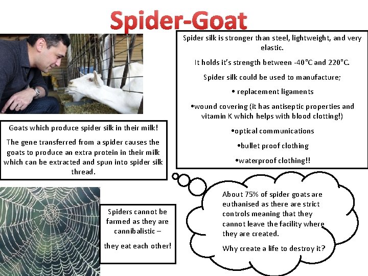 Spider-Goat Spider silk is stronger than steel, lightweight, and very elastic. It holds it’s