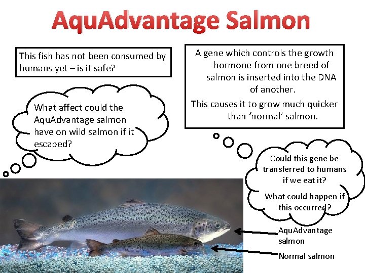 Aqu. Advantage Salmon This fish has not been consumed by humans yet – is