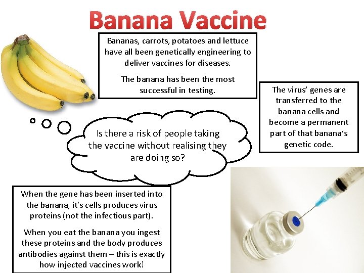 Banana Vaccine Bananas, carrots, potatoes and lettuce have all been genetically engineering to deliver