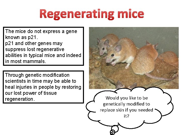 Regenerating mice The mice do not express a gene known as p 21 and