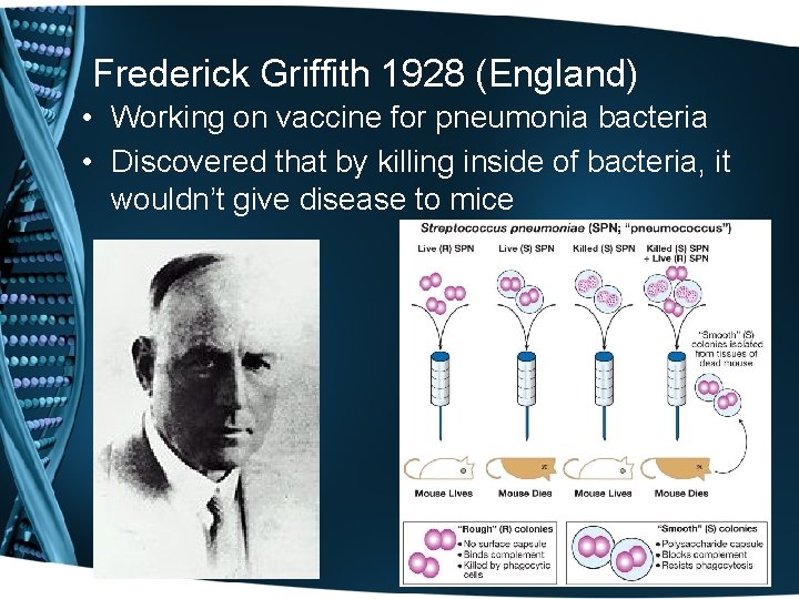 Frederick Griffith 1928 (England) • Working on vaccine for pneumonia bacteria • Discovered that