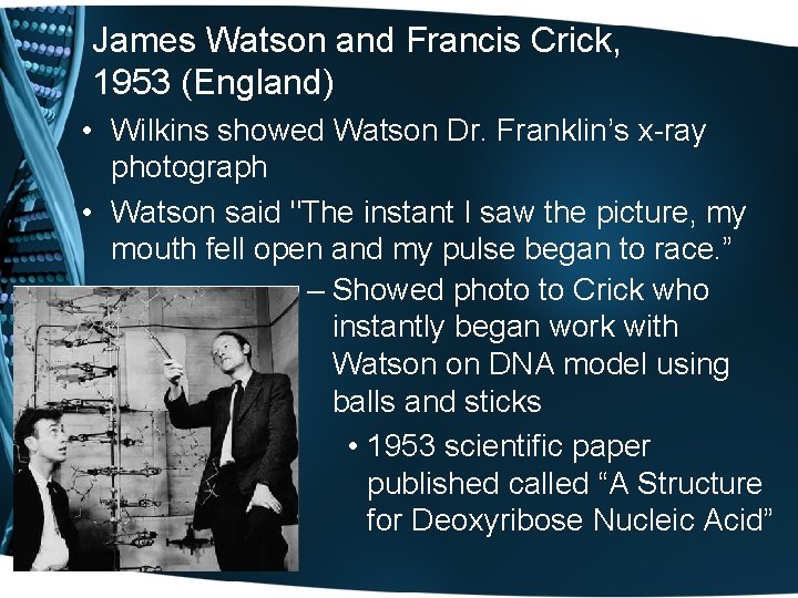 James Watson and Francis Crick, 1953 (England) • Wilkins showed Watson Dr. Franklin’s x-ray