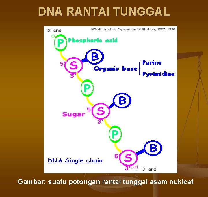 DNA RANTAI TUNGGAL Gambar: suatu potongan rantai tunggal asam nukleat 