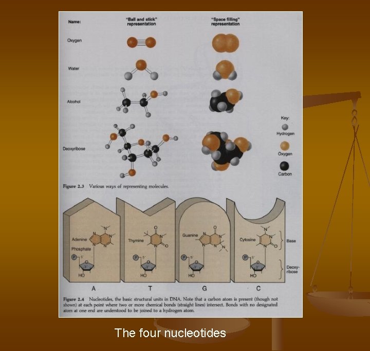 The four nucleotides 