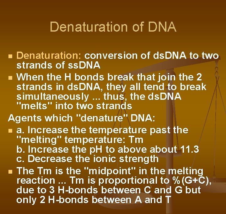 Denaturation of DNA Denaturation: conversion of ds. DNA to two strands of ss. DNA