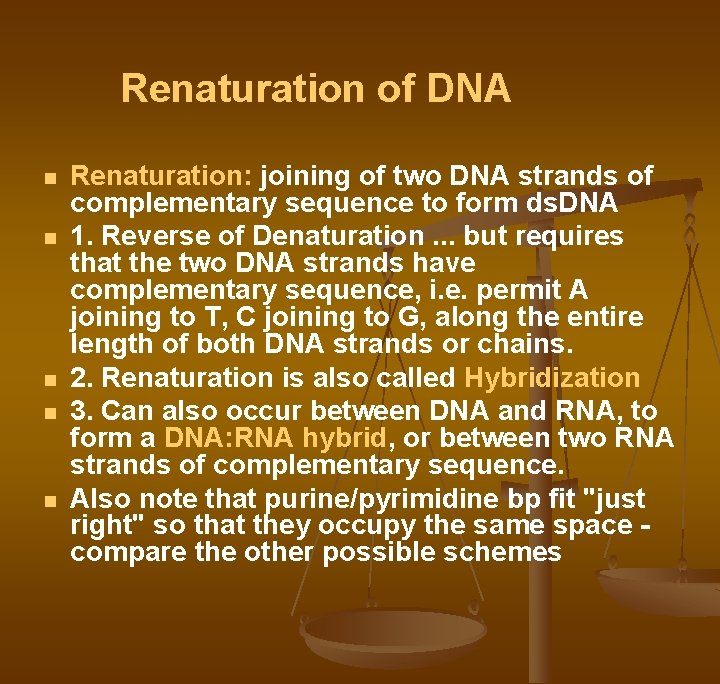 Renaturation of DNA n n n Renaturation: joining of two DNA strands of complementary