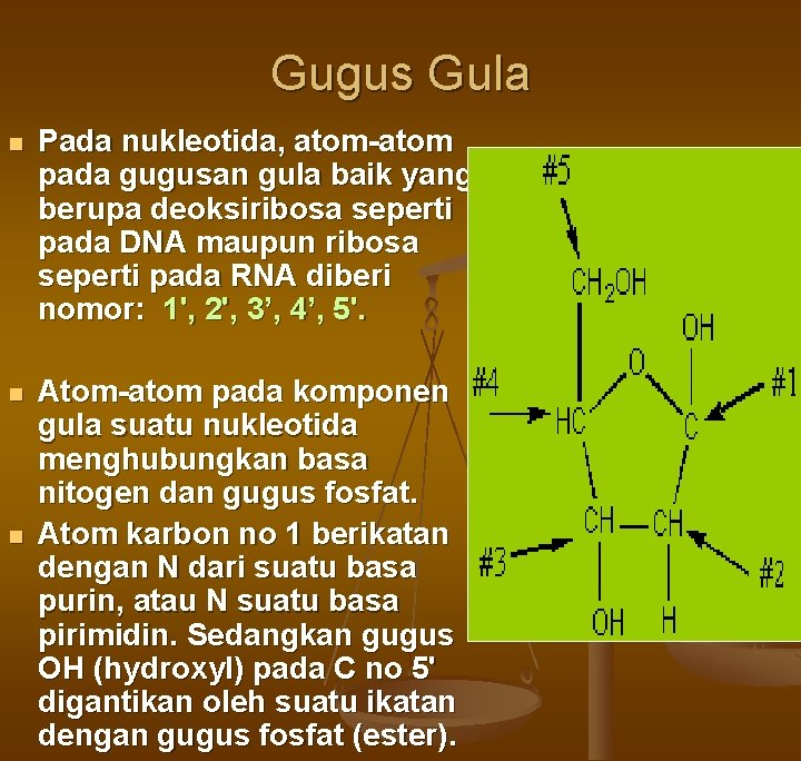 Gugus Gula n Pada nukleotida, atom-atom pada gugusan gula baik yang berupa deoksiribosa seperti