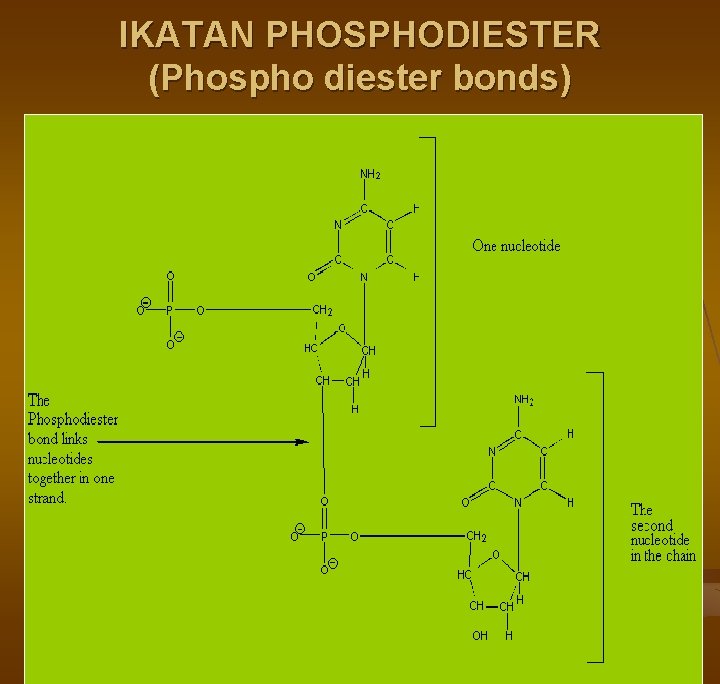 IKATAN PHOSPHODIESTER (Phospho diester bonds) 