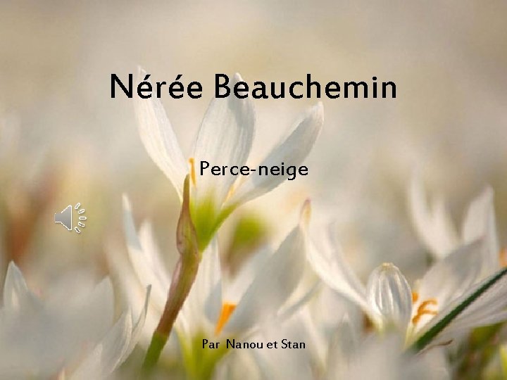 Nérée Beauchemin Perce-neige Par Nanou et Stan 