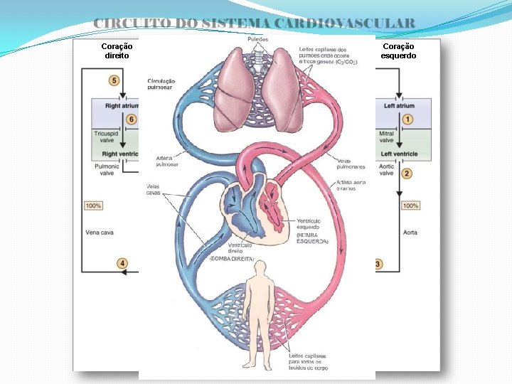 Coração direito Coração esquerdo Pulmões D É B I T O CARDÍACO: Sangue bombeado