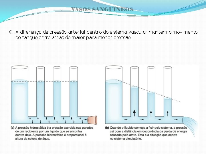  A diferença de pressão arterial dentro do sistema vascular mantém o movimento do