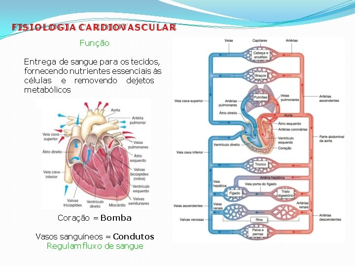 FISIOLOGIA CARDIOVASCULAR Função Entrega de sangue para os tecidos, fornecendo nutrientes essenciais às células