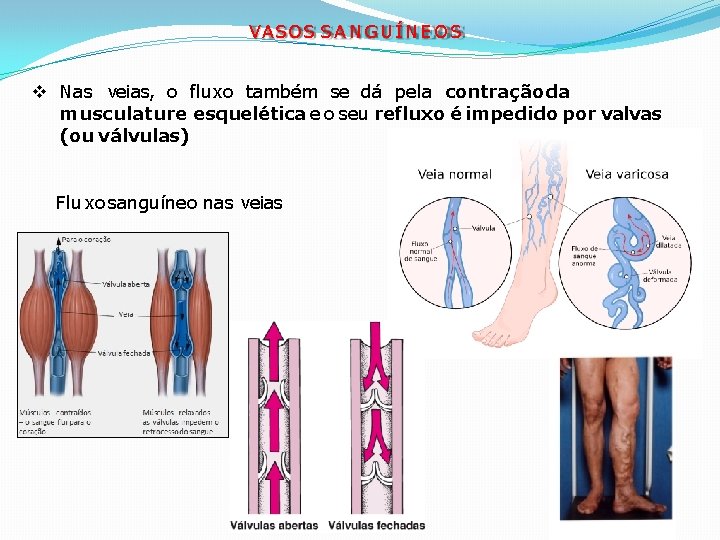 VASOS S A N G U Í N E O S Nas veias, o