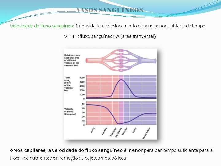 Velocidade do fluxo sanguíneo: Intensidade de deslocamento de sangue por unidade de tempo V=