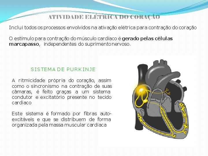 Inclui todos os processos envolvidos na ativação elétrica para contração do coração O estímulo