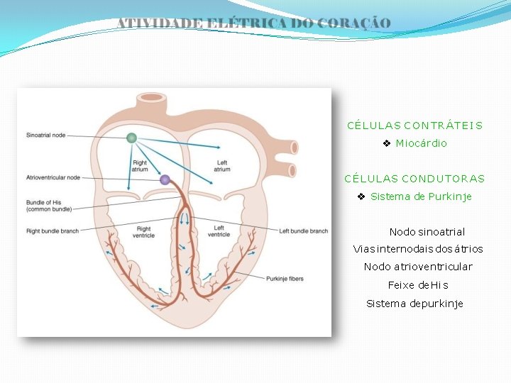 CÉLULAS CONTRÁTEIS Miocárdio CÉLULAS CONDUTORAS Sistema de Purkinje Nodo sinoatrial Vias internodais dos átrios