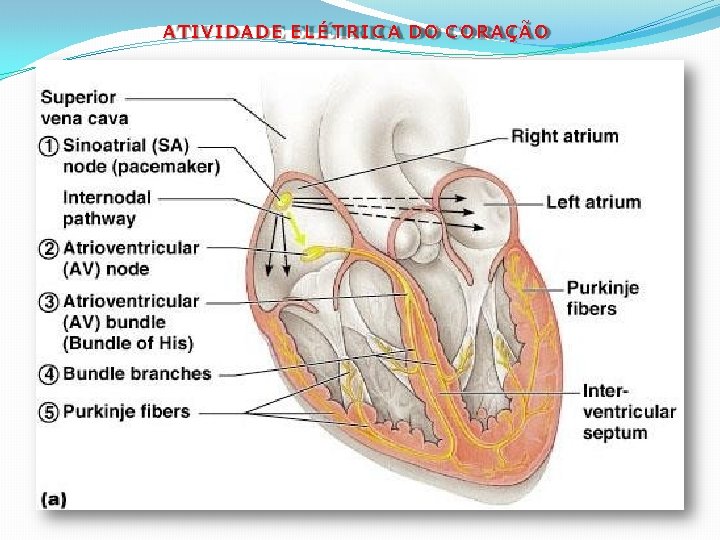 ATIVIDADE E L É T R I C A DO CORAÇÃO 