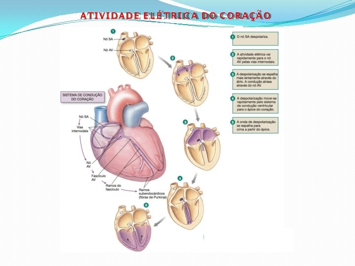 ATIVIDADE E L É T R I C A DO CORAÇÃO 