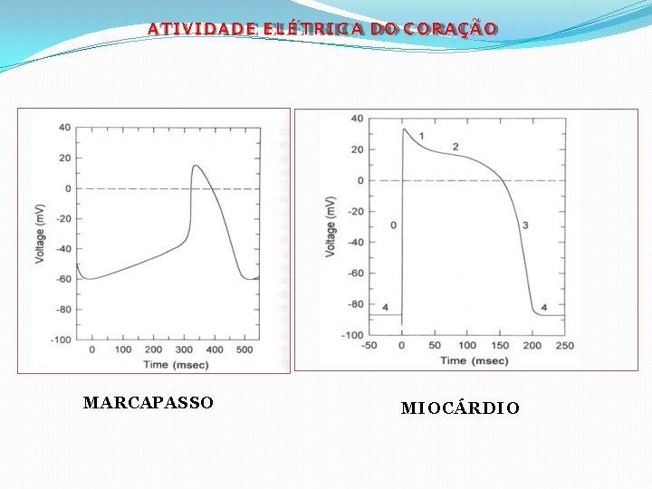 ATIVIDADE E L É T R I C A DO CORAÇÃO MARCAPASSO MIOCÁRDIO 