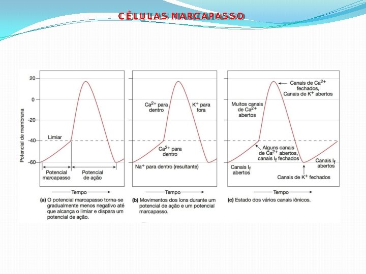 C É L U L A S MARCAPASSO 