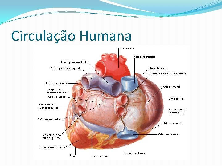 Circulação Humana 