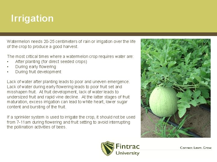 Irrigation Watermelon needs 20 -25 centimeters of rain or irrigation over the life of