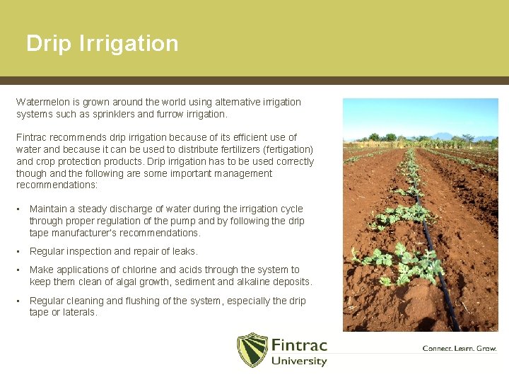 Drip Irrigation Watermelon is grown around the world using alternative irrigation systems such as