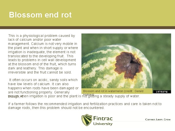 Blossom end rot This is a physiological problem caused by lack of calcium and/or