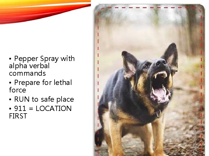  • Pepper Spray with alpha verbal commands • Prepare for lethal force •