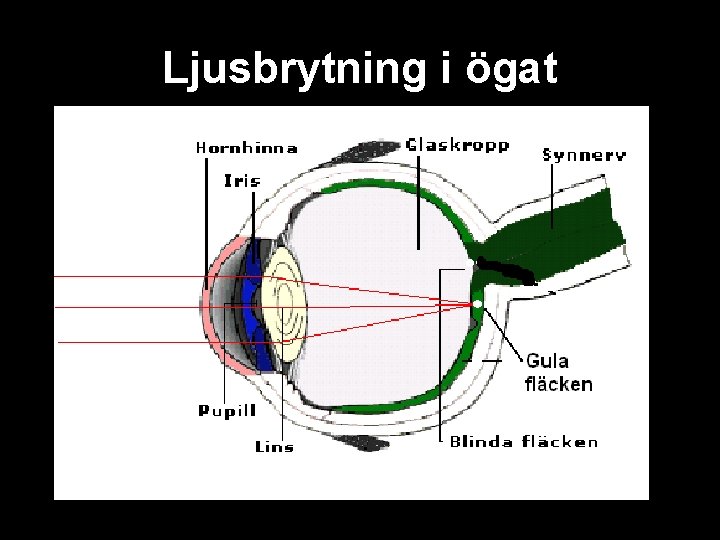 Ljusbrytning i ögat 