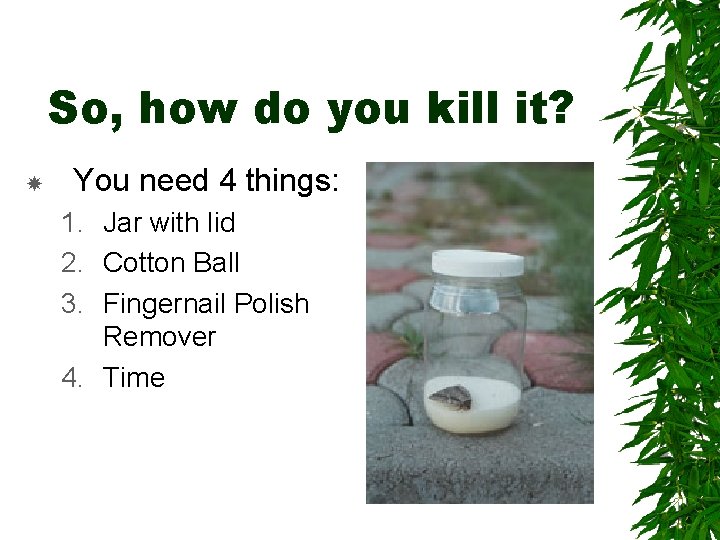 So, how do you kill it? You need 4 things: 1. Jar with lid So, how do you kill it? You need 4 things: 1. Jar with lid