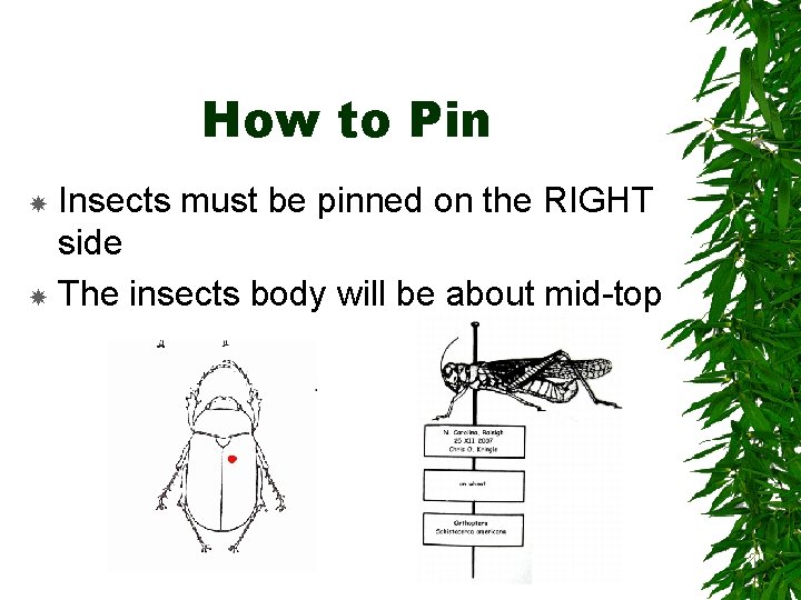 How to Pin Insects must be pinned on the RIGHT side The insects body How to Pin Insects must be pinned on the RIGHT side The insects body