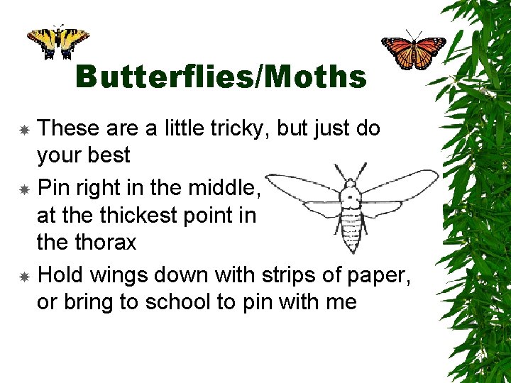 Butterflies/Moths These are a little tricky, but just do your best Pin right in Butterflies/Moths These are a little tricky, but just do your best Pin right in