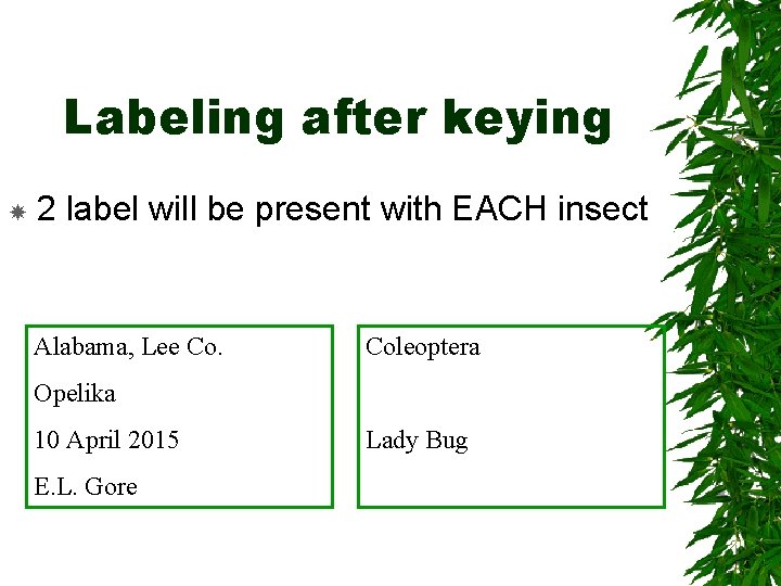 Labeling after keying 2 label will be present with EACH insect Alabama, Lee Co. Labeling after keying 2 label will be present with EACH insect Alabama, Lee Co.